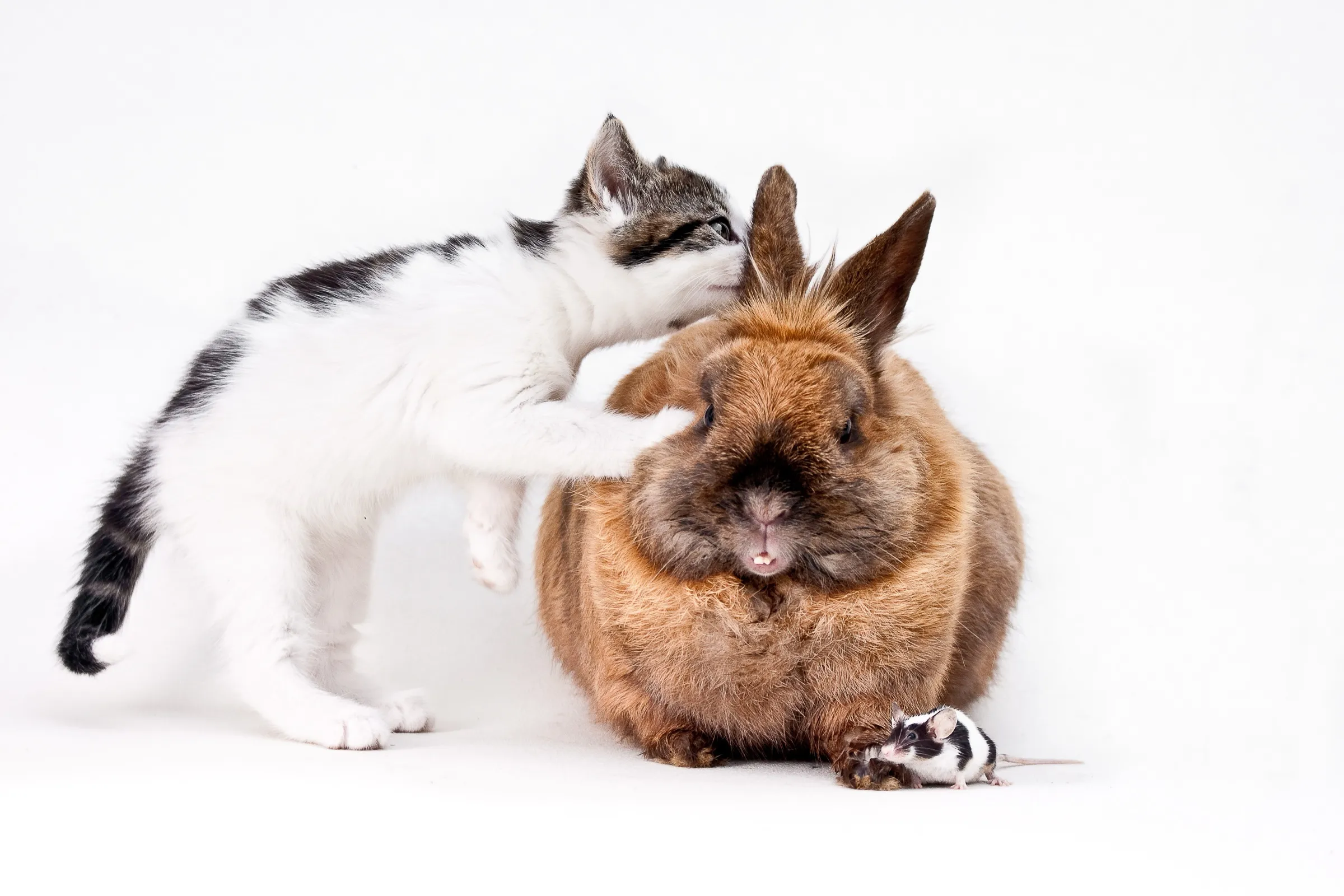 Een kitten snuffelt aan het oor van een konijn, met een muisje ernaast
