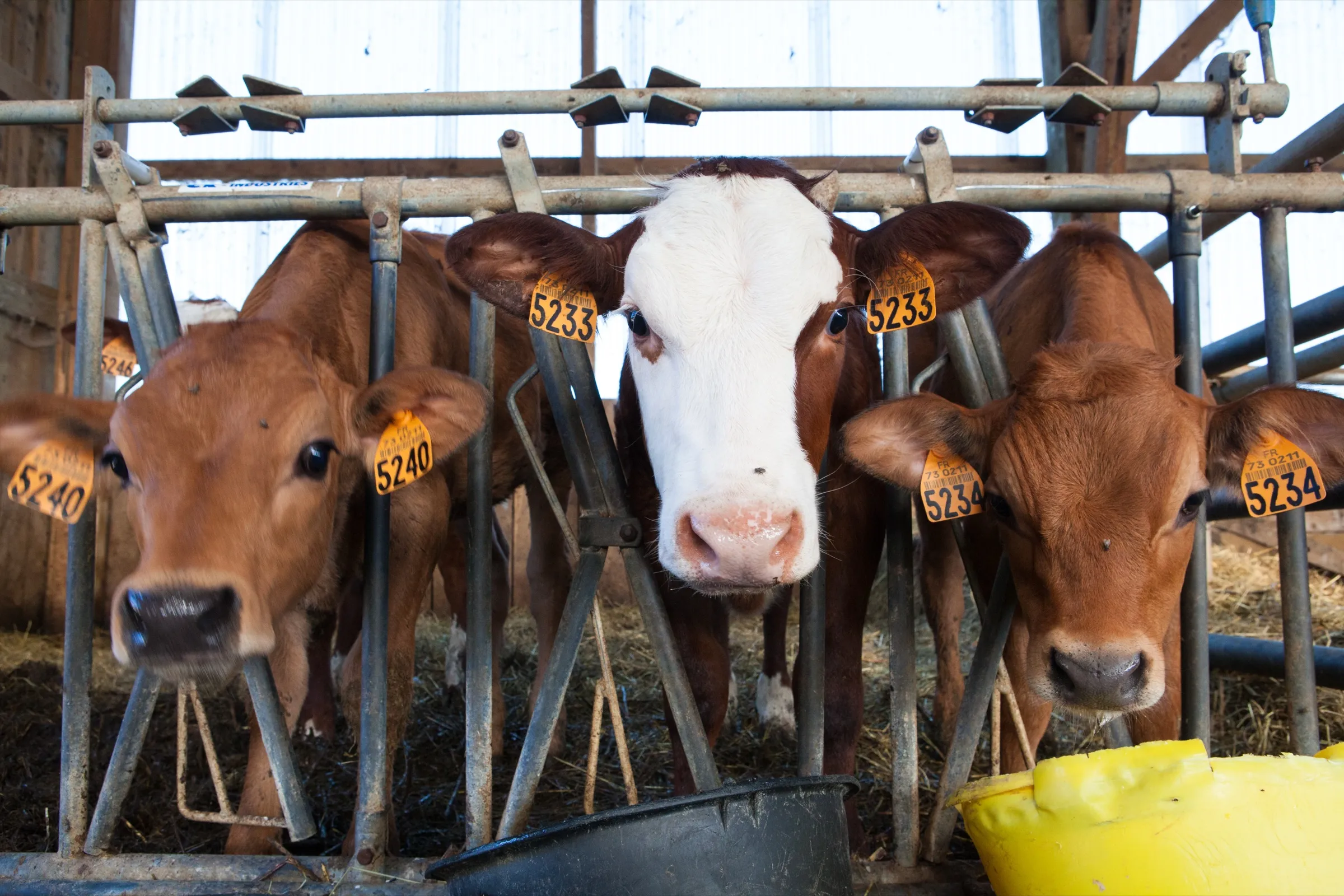 Drie kalveren met oormerken kijken door het voerhek van een stal